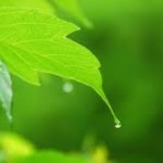 Test Your Green Certification IQ