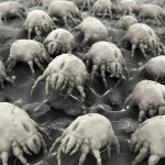 Boost Your High-Rise’s Immunity to Bacteria, Mold and Dust Mites