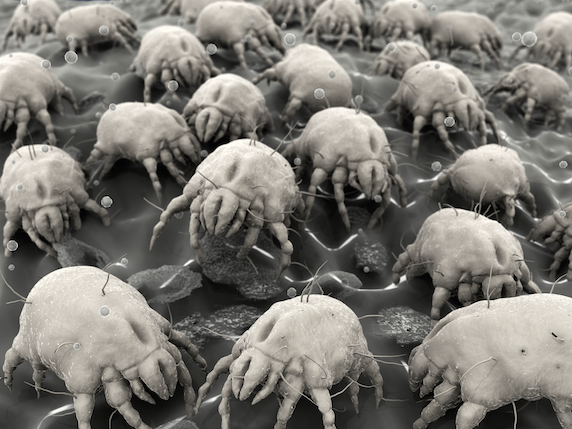 Dust mites